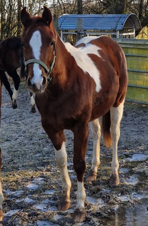Reining Championats-Stute, 2-j Top-Reining-Pedigree!