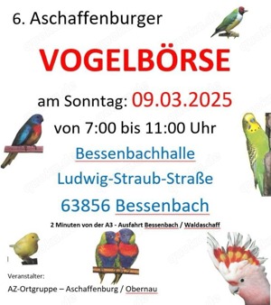 Neophemen   Glanzsittiche abzugeben