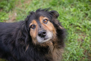 *LENNOX* Der friedliche, fröhliche und berührungsfreundliche Rüde ist ruhig und leinenführig 