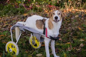 *KRUMEL* Mit seinem Rolli fühlt er sich sicher und unabhängig