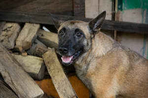 *KIM* - Malinois Mix - Sie sollte zu entsprechend erfahrenen Menschen