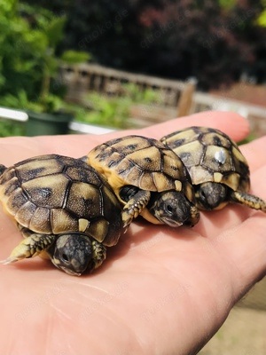Landschildkröten Thh NZ aus Apulien und Sardinien 