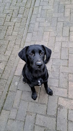 Labrador-Mix Hündin, schwarz, sehr lieb, Junghund, 10 Monate alt
