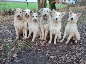 Irischer Wolfshund Mix Bild 10