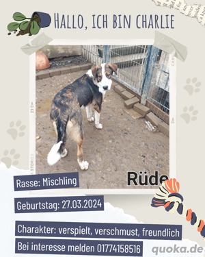 mischlingswelpen suchen ein neues liebevolles Zuhause 
