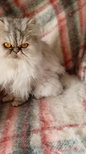 Katze Perser Dame.3 Jahre alt.