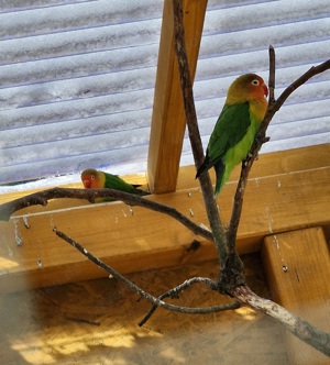 Unzertrennliche   Agapornis 