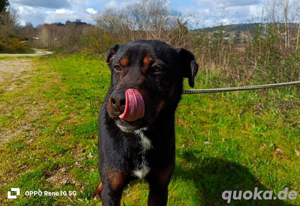 JACOB    sucht Familienanschluss