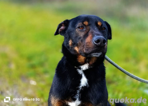 JACOB    sucht Familienanschluss Bild 9