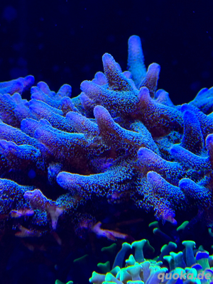 Seriatopora Caliendrum Koralle Meerwasser