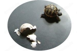 Schildkröte, Griechische Landschildkröten