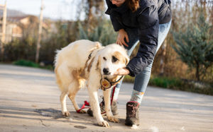 Wer schenkt Gina ein schönes Zuhause? Bild 7