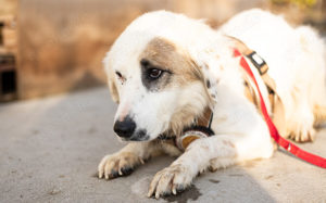 Wer schenkt Gina ein schönes Zuhause? Bild 4