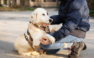Wer schenkt Gina ein schönes Zuhause? Bild 6