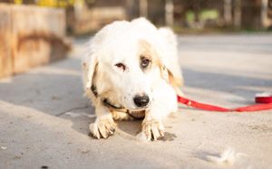 Wer schenkt Gina ein schönes Zuhause? Bild 5