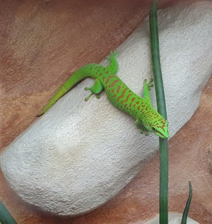 Madagaskar Tagesgecko mit Terrarium
