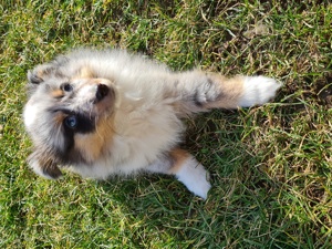 Sheltie Welpen blue merle und zobel