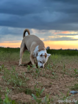 Balou braucht ein neues zuhause 