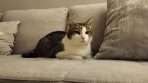 Kater Luki an ein liebevolles Zuhause abzugeben 
