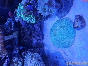 Fungia grün Meerwasser 