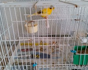 kanarien vögel 15 