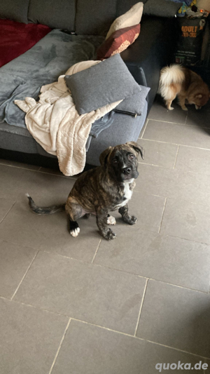 Cane Corso Mischling