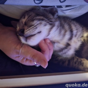 Bengal Katze Male Adrik mit Stammbaum  Bild 5