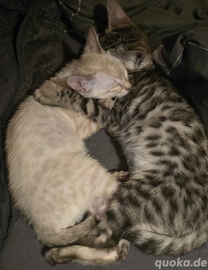 Bengal Katze Male Adrik mit Stammbaum  Bild 6