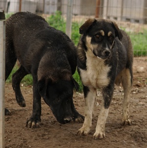 Susi, geb. ca. 09 2022, lebt in GRIECHENLAND, im städt. Tierheim Serres  Bild 6