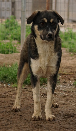 Susi, geb. ca. 09 2022, lebt in GRIECHENLAND, im städt. Tierheim Serres  Bild 7