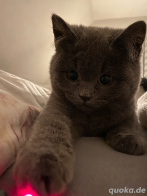 bkh kater 
