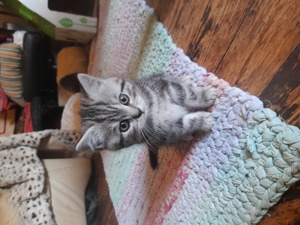 reinrassiger BKH Kater mit Ahnentafel in gutes Zuhause abzugeben 
