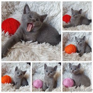 Reinrassige Russisch Blau Kitten mit Stammbaum 