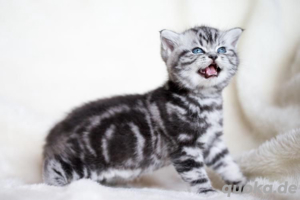 Suche Bkh Kitten 2 Männlich