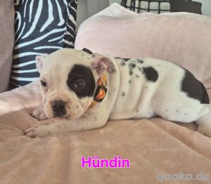 Old Englische bulldog 