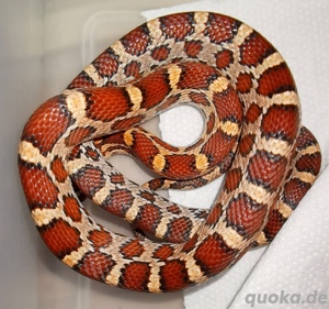 1.1 Kornnattern 100% het. Amelanistic-Scaleless ENZ 2024