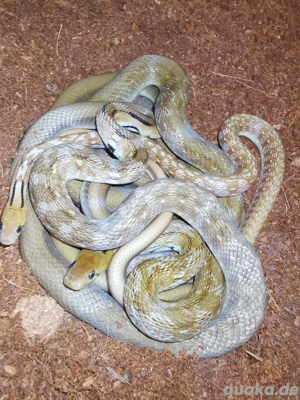 1.2 Indische Schmucknattern Coelognathus helenus DNZ 2022