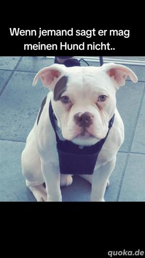 Verkaufe meinen Hund. American Bully Standard 