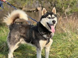 *BANDIT* Der Husky-Mix ist lieb, aktiv, leinenführig und sucht Familie mit Hundeerfahrung