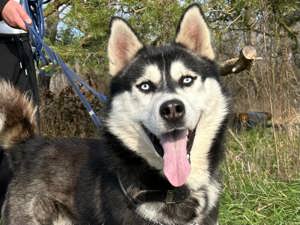 *BANDIT* Der Husky-Mix ist lieb, aktiv, leinenführig und sucht Familie mit Hundeerfahrung