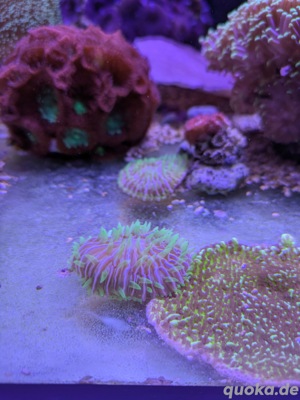 Meerwasser Koralle Fungia Rainbow