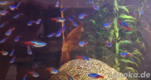 Neonsalmler Neon Tetra Paracheirodon innesi  Bild 3