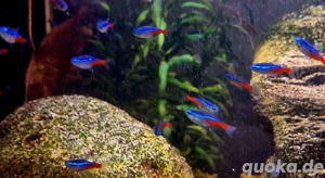 Neonsalmler Neon Tetra Paracheirodon innesi  Bild 4