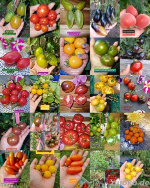 DWARF TOMATEN SAMEN