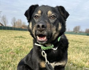 Hier kommt Lilotta! Jung, dynamisch und sucht ein Zuhause.