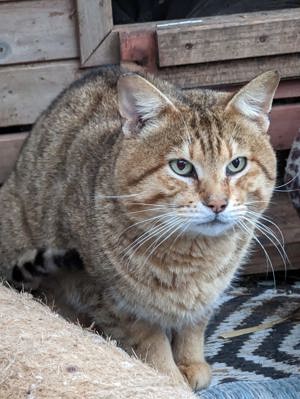 Mehrere Savannah-zeugt kater verfügbar.