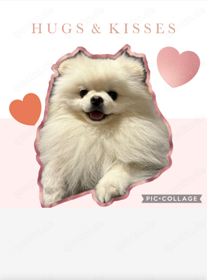 Pomeranian Zwergspitz deckrüde kein Verkauf
