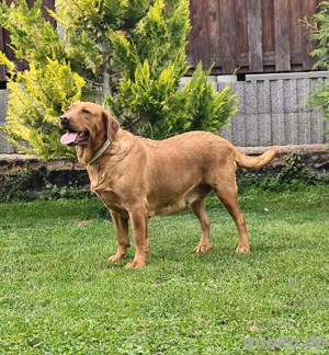 Labrador-Hündin Lishka sucht ein neues Zuhause