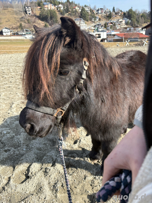 Liebe Pony Stute 