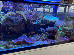 Meerwasser Aquarium 600L komplett